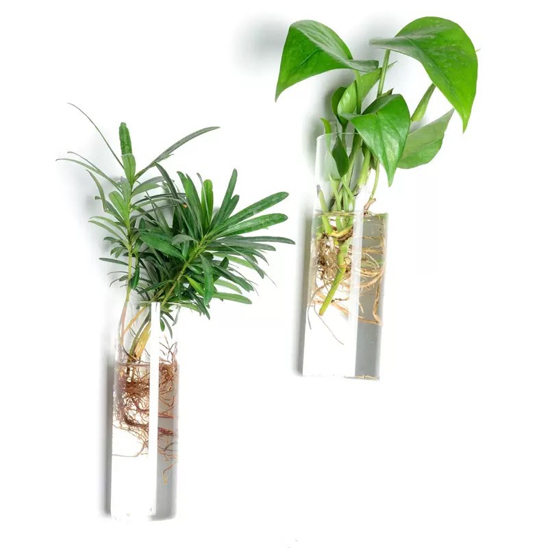 Plant Glass Cylindrical Wall-Mounted Flower Pot Plant Hydroponic Cultivation Station Suitable for Home Garden Living Room Bedroom Decoration 3