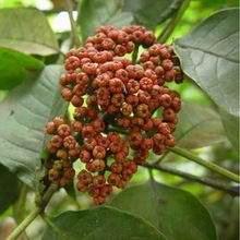 吴茱萸种子 小花中花吴萸 茶辣 漆辣子 臭檀种籽四季播种植物花卉