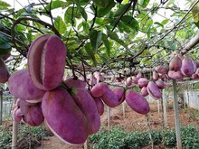 野生八月瓜种子特色紫果八月瓜树庭院爬藤植物食用水果八月炸种籽
