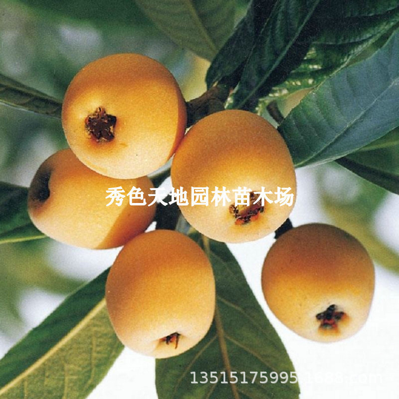 云霄枇杷树苗特大果嫁接盆栽果树庭院地栽树苗南北方种植当年结果