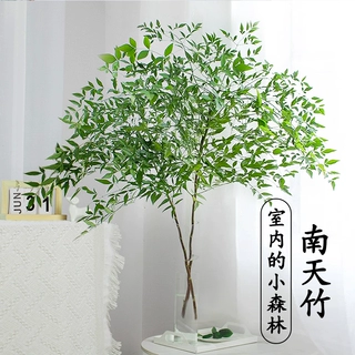 南天竹水培绿植火焰红水养盆栽室内花卉鲜切枝吊钟马醉木平替植物