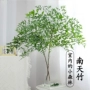 植物水养水培火焰红花卉