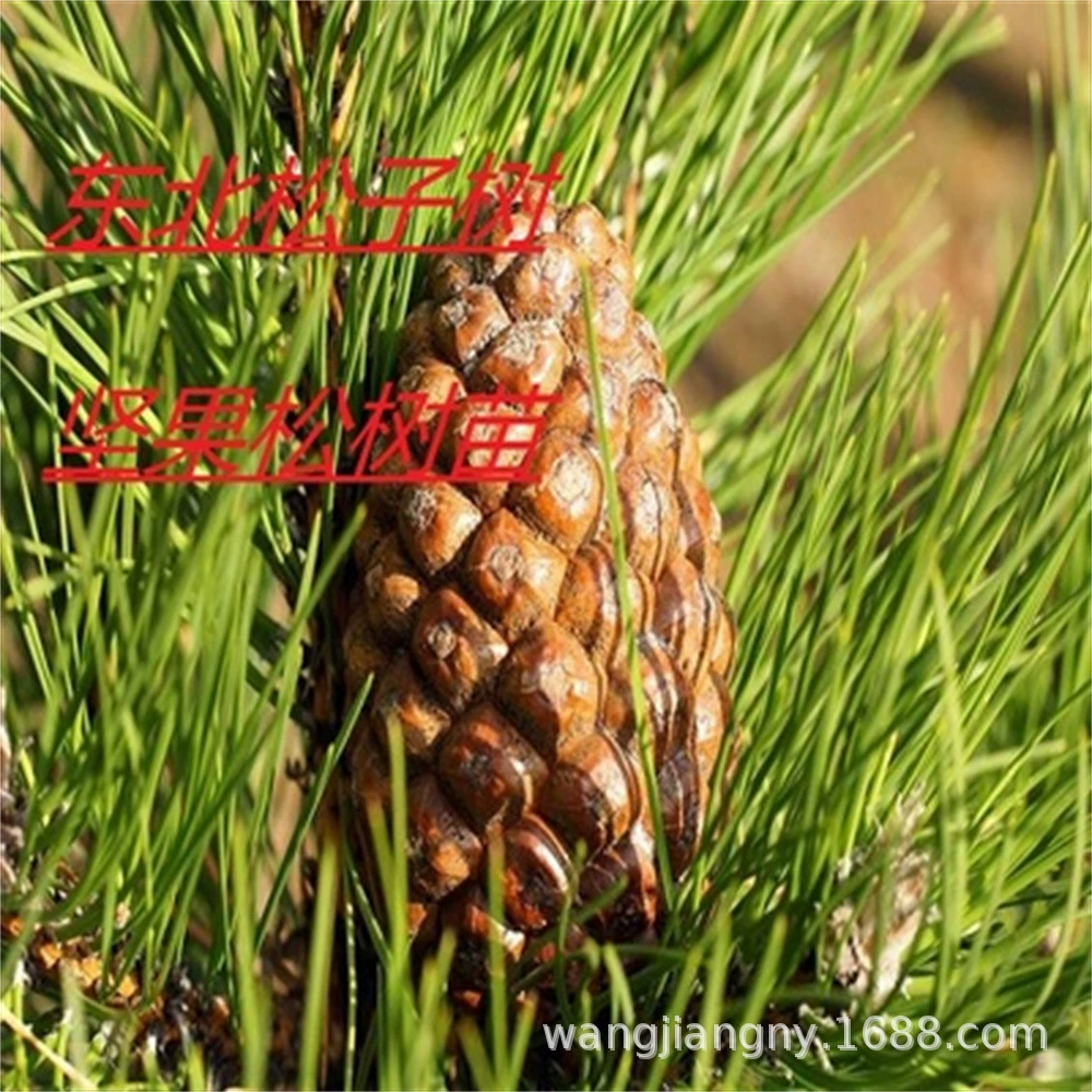 Саженцы ореховых деревьев Кедровые орехи Семена сосны Плодовые деревья Саженцы плодовых деревьев Сосна Корейская сосна Рассада в горшке, посаженная в четыре сезона