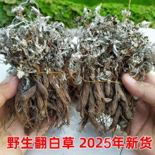 2025新货翻白草干货新鲜野生整颗带根可搭配地骨皮翻白草根茶泡水