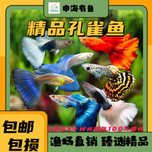 孔雀鱼观赏鱼活体热带小型淡水冷水好养耐活花鳉凤尾鱼苗宠物胎生