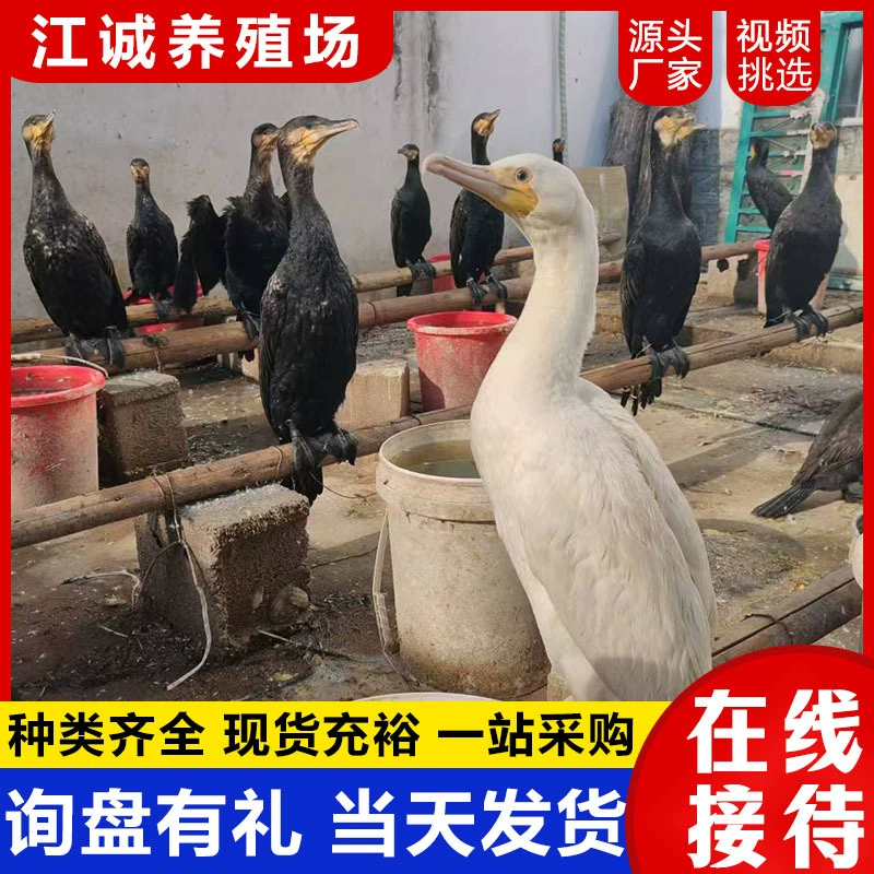 Ферма продаёт взрослых оспрейов на свободном выгуле для проекта по ловле рыбы в парке мангровых лугов. Цена на рыбу оспрейа — рассада оспрейа.