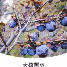 丁香野生枣树黑枣软枣无核新鲜非大乌枣君迁子特产小柿子黑枣树苗