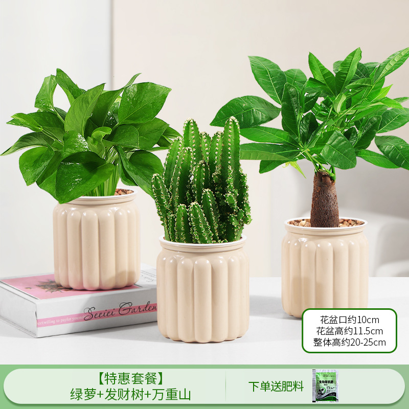 [특가 패키지] 포토스 + 머니트리 + 완중산