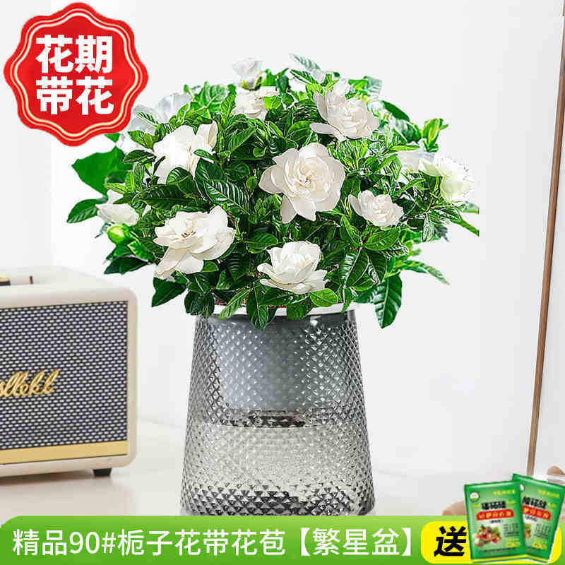 [점장 추천] 부티크 90#치자나무 개화기 꽃(별화분)에 영양액을 공급