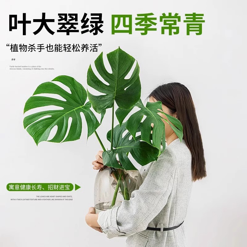 Hydroponic Monstera Potted Plant Old Stump Indoor Plant Air Purifying Bird of Paradise Large Leaf Living Room Easy to Maintain Green Plants and Florals