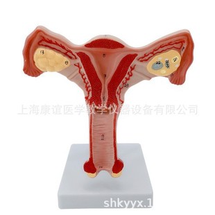 Female Internal Reproductive Organ Model Uterus Anatomy Model Female Reproductive Organ Structure Model Uterus Model