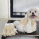 Pet Cat Dog Princess Skirt Bears Beaumi Yorkshire Schanery Small Dog Cat Clothes Spring Summer Thin Dog