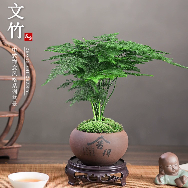 Спаржа в горшке, комнатный цветок, бонсай, гостиная, офис, рабочий стол, маленькое зеленое растение, легко обслуживать, облако, бамбук, вечнозеленый, круглый год