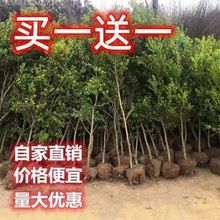 USزͺС~SߗU䘶辰ͥԺG