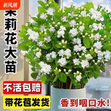 �ذ��������Ի��玧�����d�ӻ�ˮ���҃Ⱦ����㻨������ļ��Gֲ