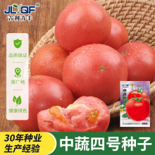中蔬四号蔬菜种子果粉大番茄阳台盆栽果蔬庭院种植菜籽西红柿种子