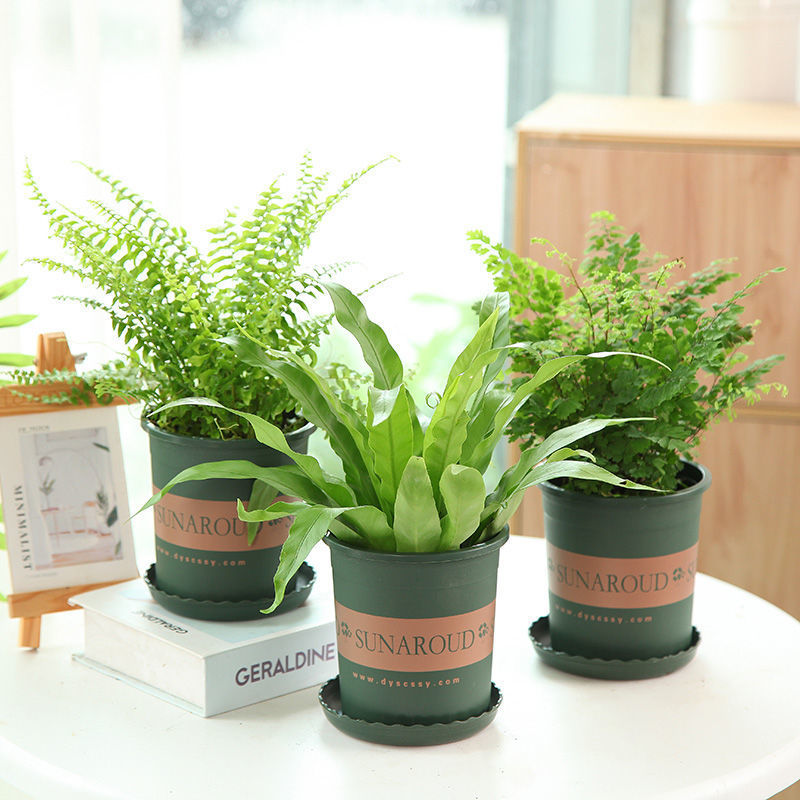 Fern Botany Maidenhair fern Mosquito repellent indoor Potted plant Evergreen Botany purify atmosphere