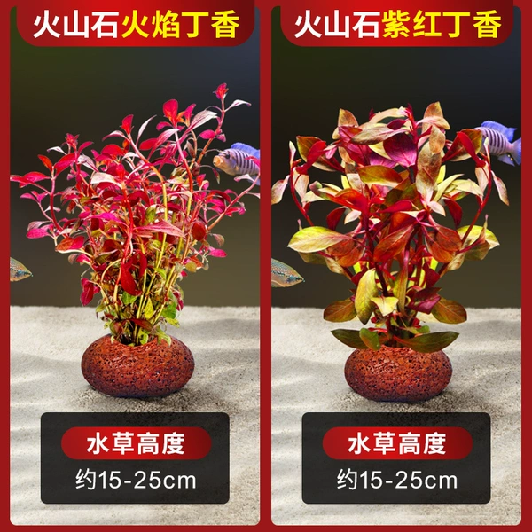 Flame clove+purple red clove [Classic match]