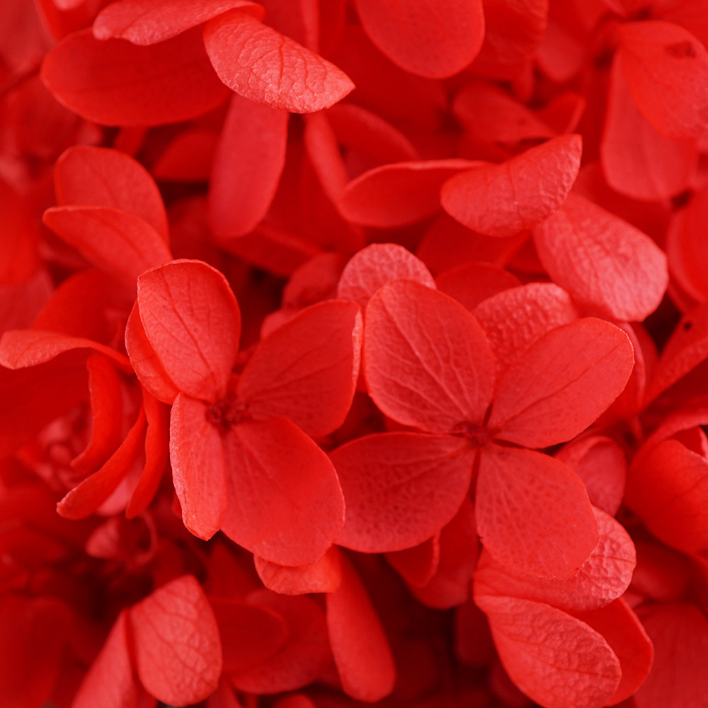 Hortensia de madera rojo brillante-20g/caja