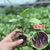 Four Seasons Vegetable seedlings, tomato seedlings small seedlings, spring planting seedlings, pepper tomato eggplant strawberry seedlings, wholesale