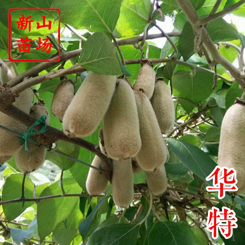 [Walt Kiwi Seedlings] Белоголовые цветы устойчивы к болезням и легко выращиваются. Позднеспелые привитые киви с сладким вкусом, готовые к употреблению, с зеленым мякотью.