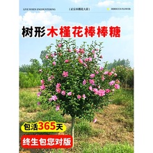 一件代发木槿花树苗盆栽重瓣木槿棒棒糖可食用四季花苗好养庭院绿
