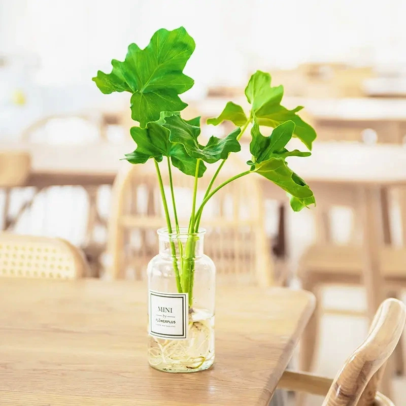 Водяная перо весеннее перо в горшках офис поглощает формальдегид в гостиной