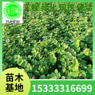 Direct Sale from the Base of Bauhinia Saplings for Planting in Both Northern and Southern Regions, Suitable for Potted or Ground Planting, Road Greening, and Beautifying Gardens