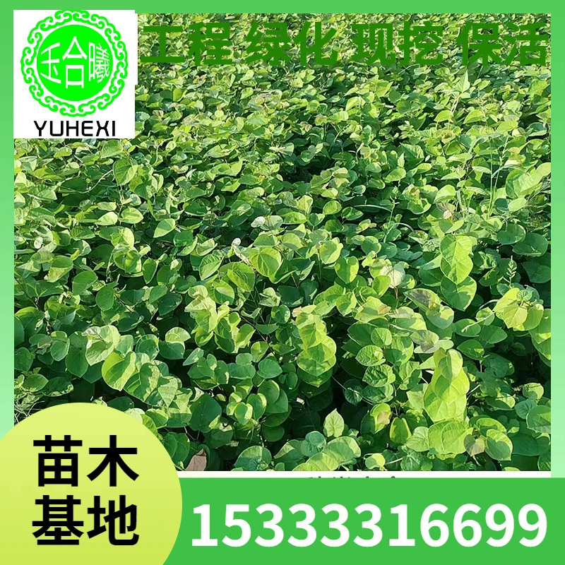 Прямая продажа от базы саженцев Баухинии для посадки в северных и южных регионах, подходящих для посадки в горшках или в земле, для озеленения дорог и украшения садов.