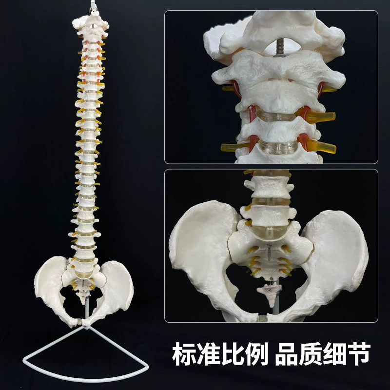 Physiological realistic removable skeleton, medicine toy, human bone