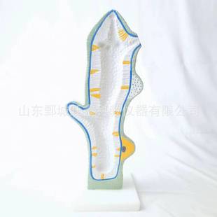 Manufacturers Supply Water Hole Model Water Hole Enlargement Structure Biological Teaching Model