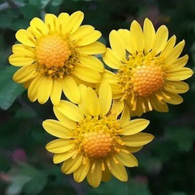 Премиум Желтая Хризантема Семена Съедобный Чай Дикая Хризантема Семена Многолетние Цветы Китайский Травяной Медицины Лекарственные Семена Хризантемы