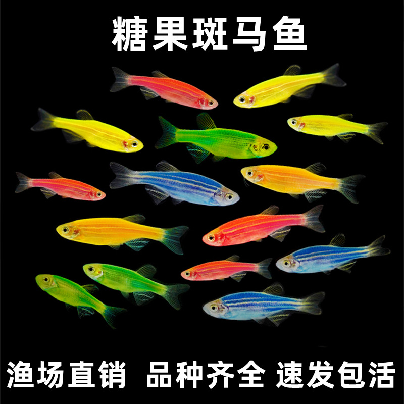 多彩荧光糖果斑马鱼批发活体蓝莓柠檬黄绿翡翠热带观赏鱼小型淡水