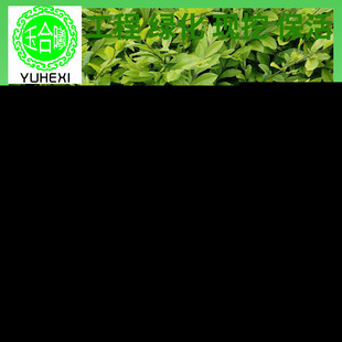 Korean Boxwood, Melon Seed Boxwood, Small Leaf Boxwood, Boxwood, Boxwood Nutrition Cup Seedlings, Boxwood Seedlings