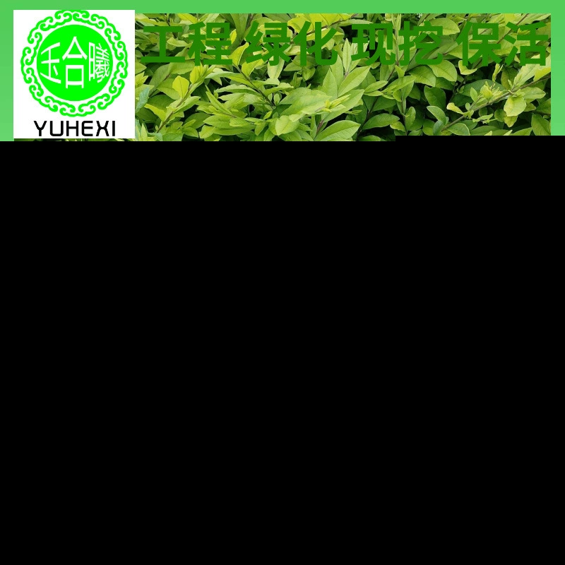 Корейский самшит, самшит с семенами дыни, самшит с мелкими листьями, самшит, питательная чашка для рассады самшита, рассада самшита