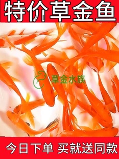 2P80���~���B�����Ĳݽ��~�^�p�~��ؔС���~�ͻ���B��ˮ���~