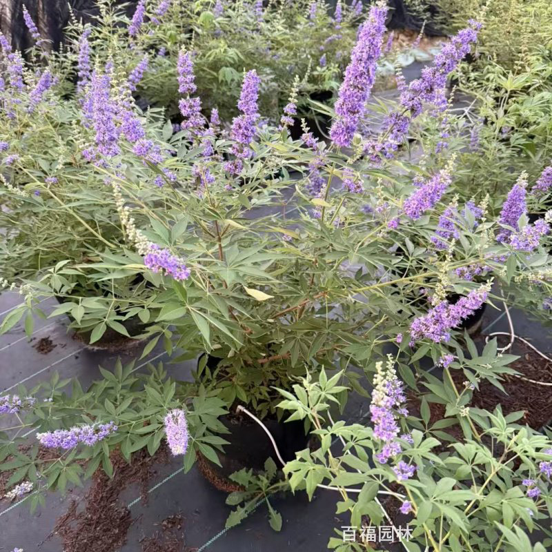 穗花牡荆 (1).jpg