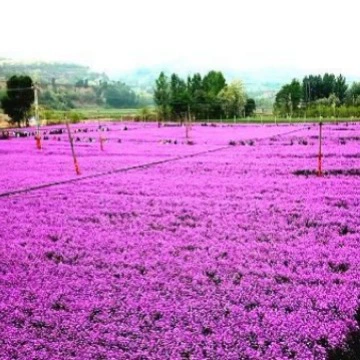 Средние Семена с синим ароматом китайской капусты легко жить в Four Seasons и непрерывно цвести. Многолетние цветы и морские Семена-это семена горчицы с синим ароматом.