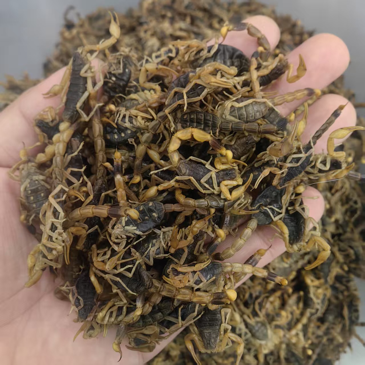 Dried Whole Scorpion Quan Xie 清水全蝎 Buthus martensii Whole Body Traditional TCM Herb 100g key features