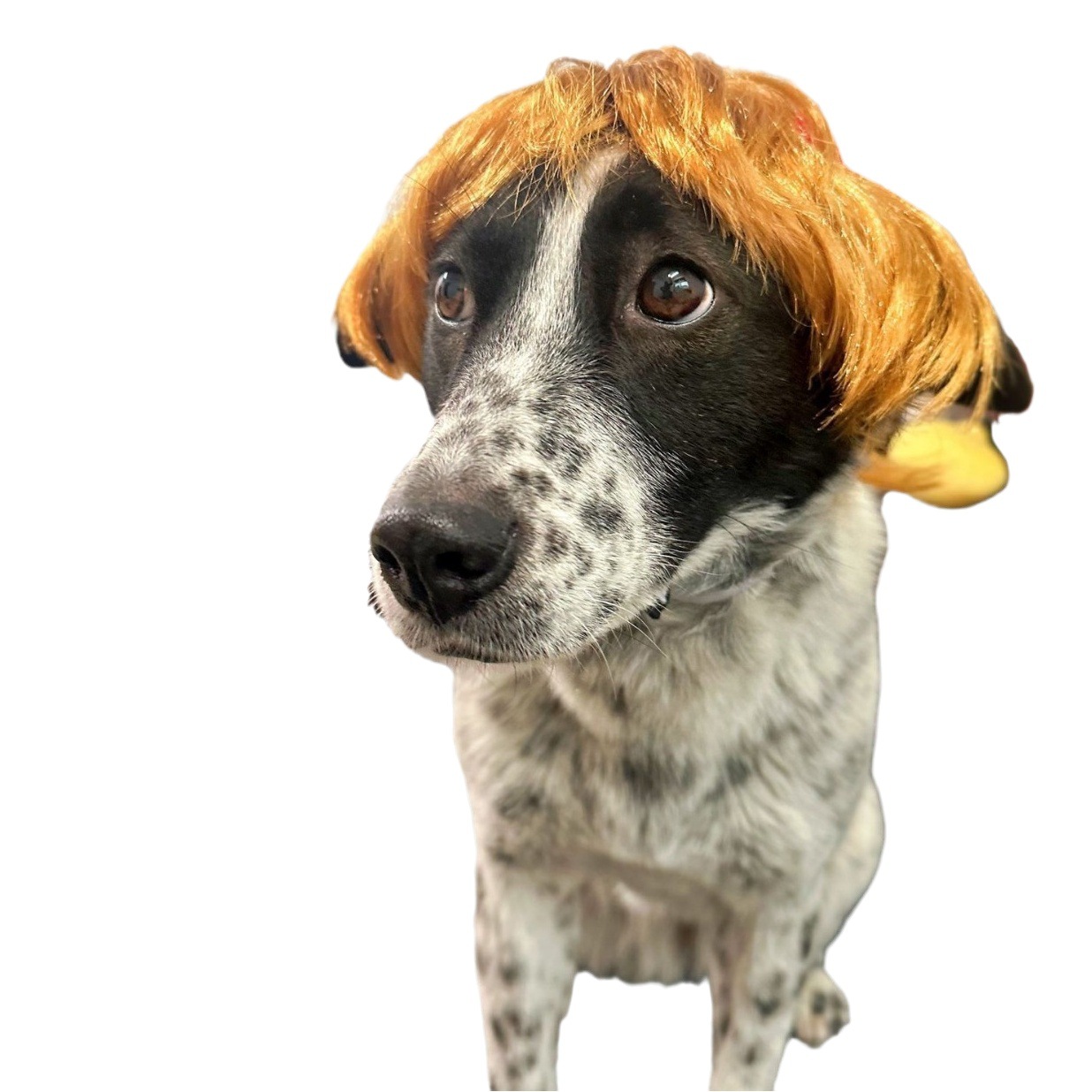 Venta al por mayor de fábrica 2024 populares suministros para mascotas, pelucas para la cabeza, pelucas divertidas para mascotas a la moda para perros famosos