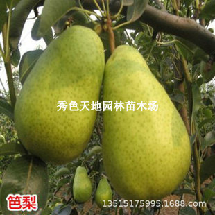 �ʺ�ơ������޽Ӽtơ��������������ܛ��tƤ�����ϱ����Nֲ