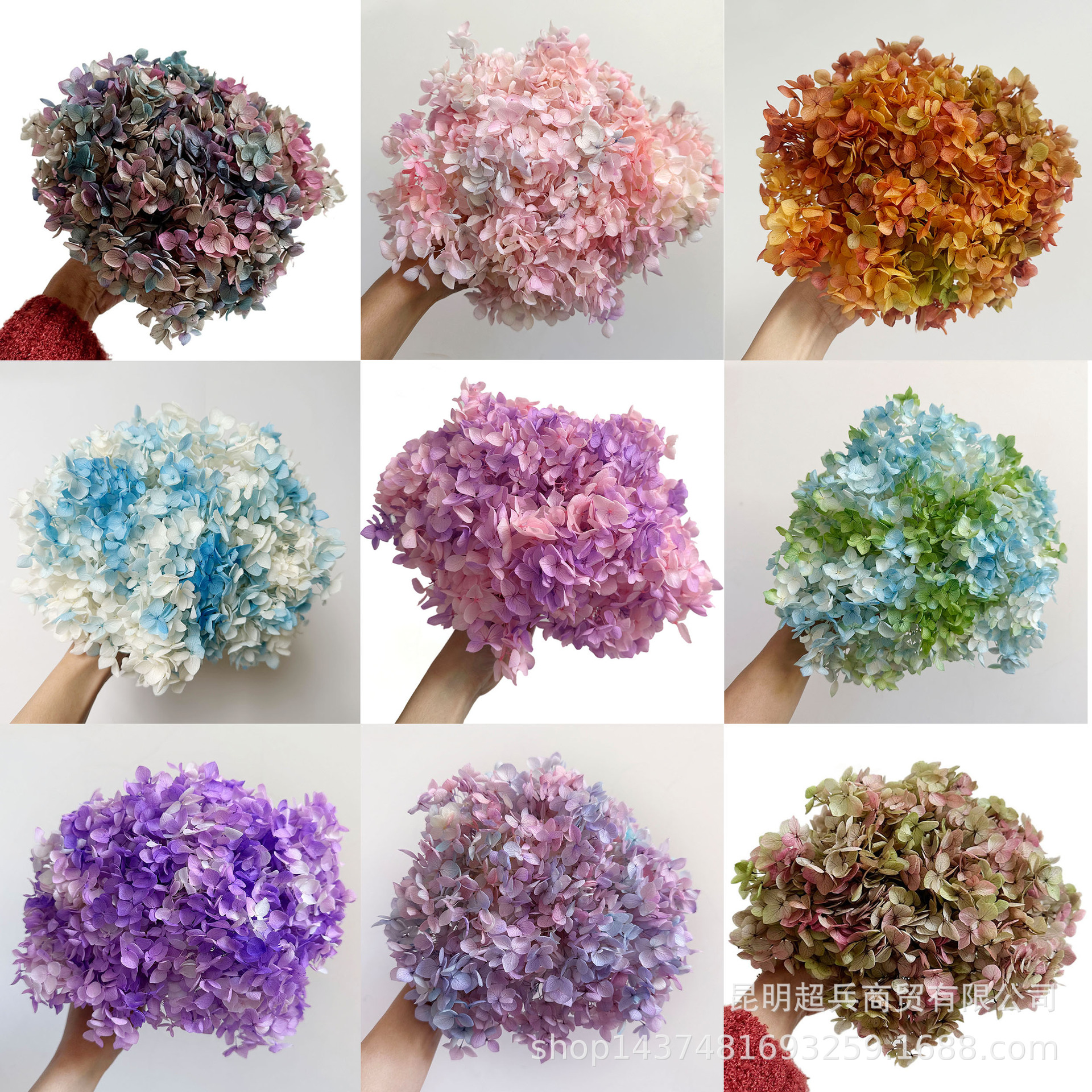 【永生花绣球】安娜渐变色小叶绣球 保鲜花批发diy花材花盒 配材