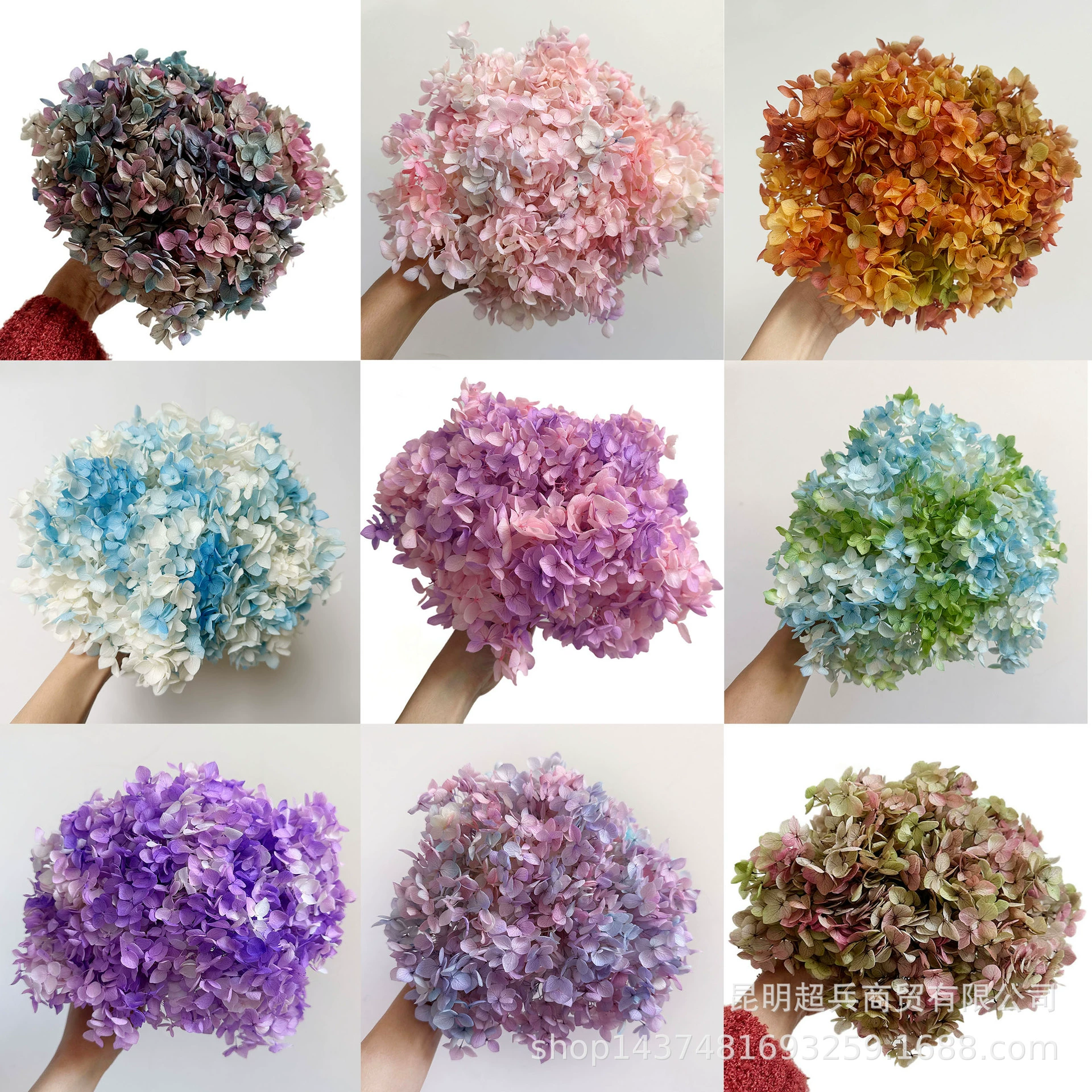 [Вечная Life Flower Hydrangea] Анна Градиентный цвет Лист Hydramid Книга цветов оптом DIY цветочная коробка материал для просмотра