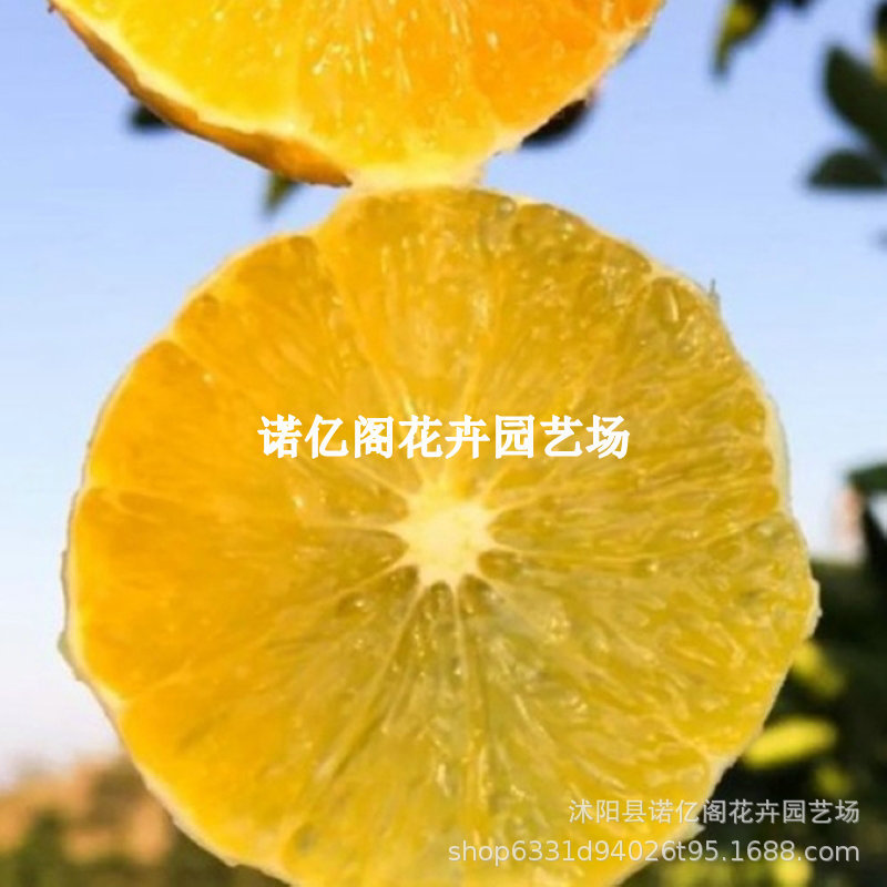 冰糖橙苗南北方庭院地栽特大果树果苗盆栽嫁接橙子树苗当年结果