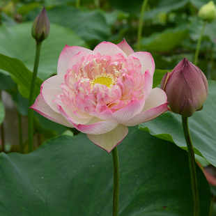 仨̨ɏадԳԴˮ^pɻNź