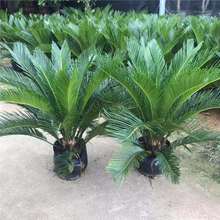 铁树苗铁树盆栽庭院室外一对霸王铁小苗苏铁树苗室内门口两侧公母