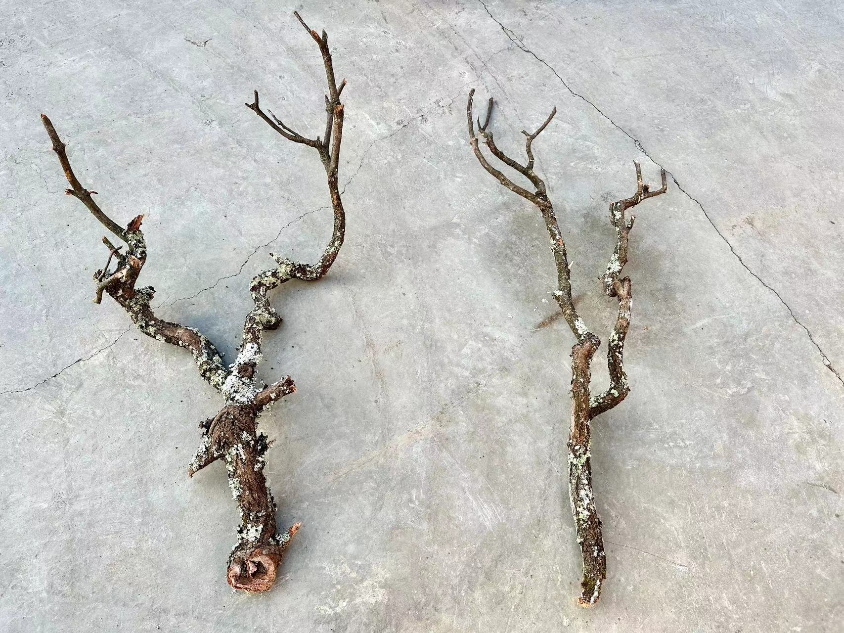 Неочищенные ветки палисандра