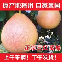 新鲜现摘梅州三红蜜柚红心柚子孕妇新鲜当季水果现摘中秋送礼