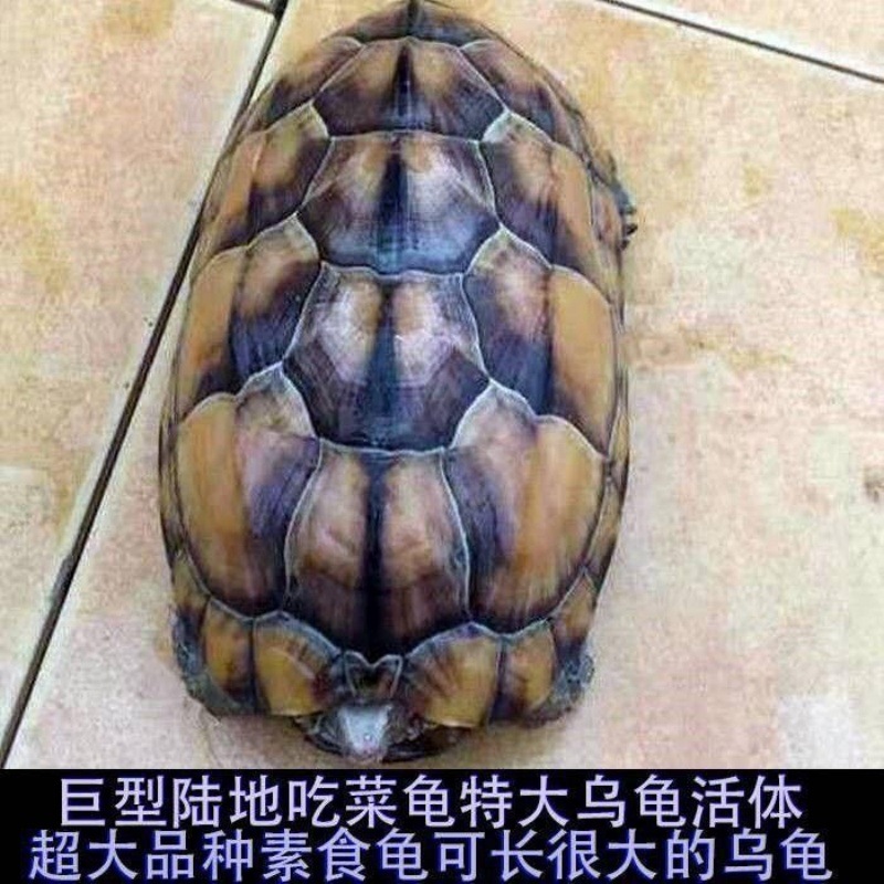 陆地巨型吃菜龟特大草龟素食乌龟活物幼小乌龟宠物龟苗大型下蛋龟