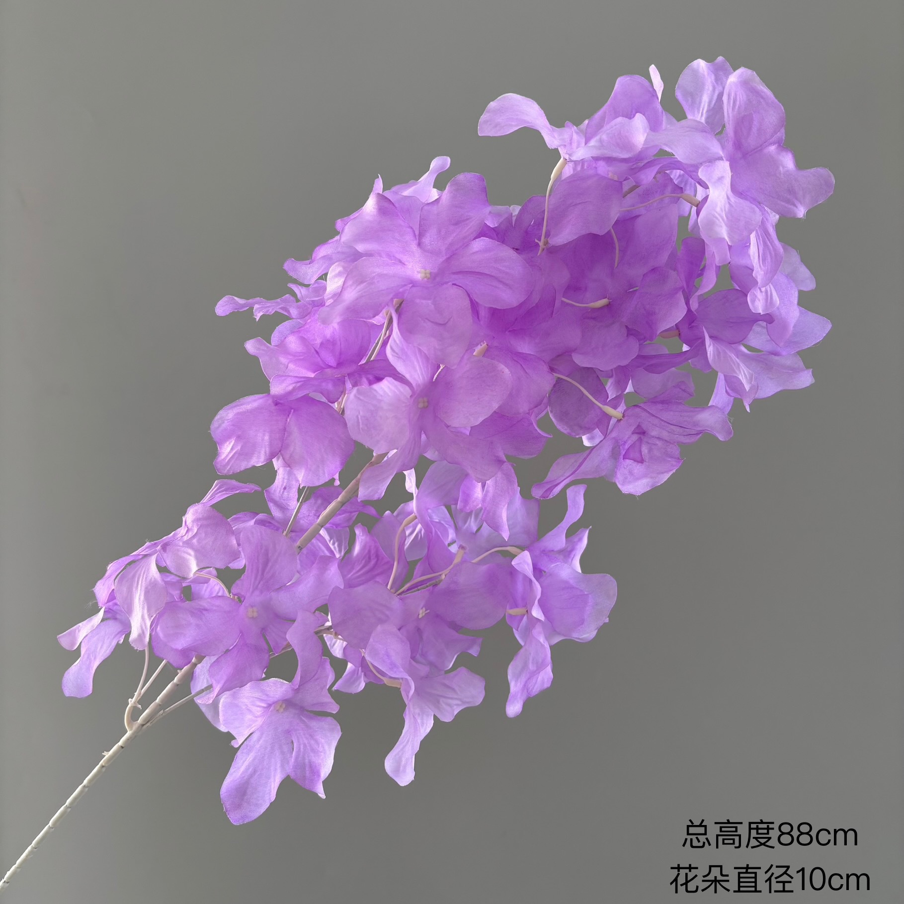 보라